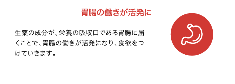 胃腸の働きが活発に｜生薬の成分が、栄養の吸収口である胃腸に届くことで、胃腸の働きが活発になり、食欲をつけていきます。