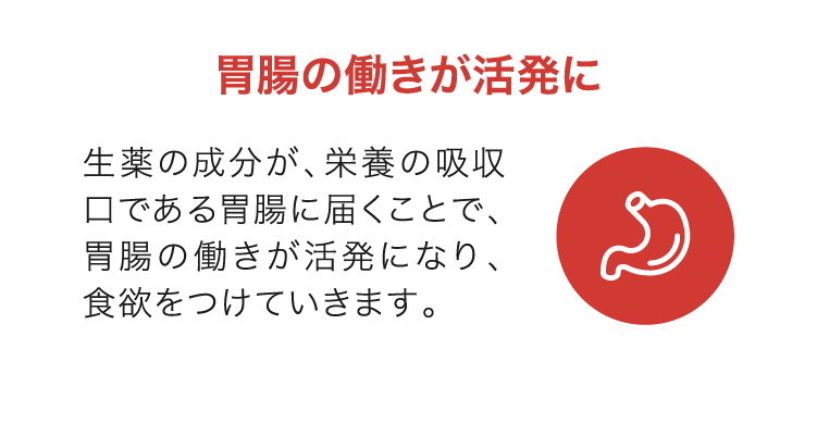 胃腸の働きが活発に｜生薬の成分が、栄養の吸収口である胃腸に届くことで、胃腸の働きが活発になり、食欲をつけていきます。