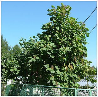 （開花期：7月撮影）