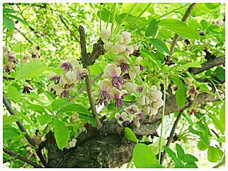 写真１　アケビの花