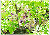 生薬百選56 木通(モクツウ)