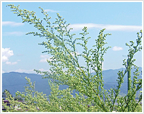 図２　カワラヨモギの頭花（８月下旬）