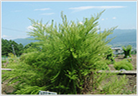 生薬百選58 茵蔯蒿(インチンコウ)