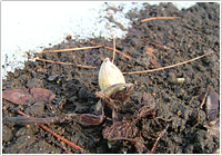 生薬百選 60 蜂斗菜(ホウトサイ)