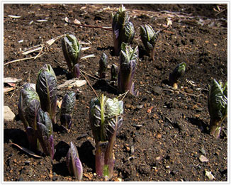 ハシリドコロの芽（当所見本園：2006年4月3日撮影）