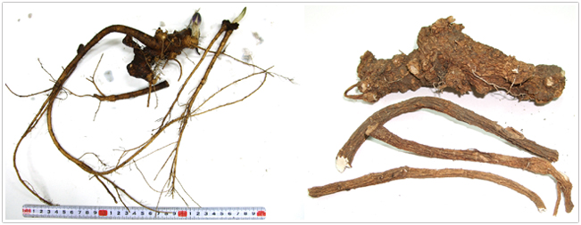 当所見本園から掘り出したハシリドコロの根（2009年3月19日）　左は生で右は乾燥品