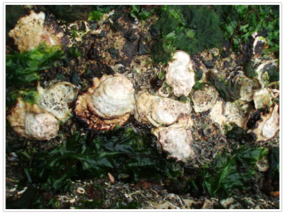 岸壁に固着した牡蠣（2009年5月，瀬戸内海にて）