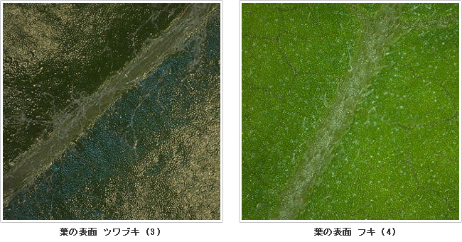 写真２．葉の表面　左：ツワブキ(3)、右：フキ(4)