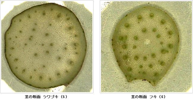 写真３．茎の断面　左：ツワブキ(5)、右：フキ(6)