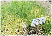 生薬百選 69 麻黄(マオウ)