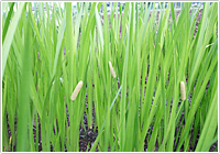 生薬百選 74 菖蒲根(ショウブコン)