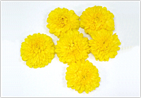生薬百選 80 菊花