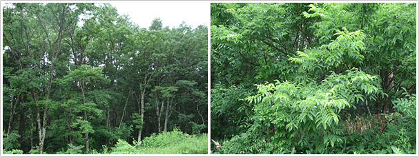 写真１．キハダ（Phellodendron amurense Ruprecht）長野県菅平薬草栽培試験地