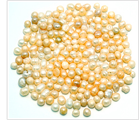 写真３．生薬用中国産淡水真珠