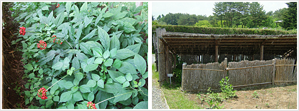 写真２．オタネニンジン（左）と栽培するための小屋（右）：八ヶ岳薬用植物園にて