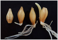 生薬ものしり事典 5 [オオムギ]ビールの原料か、生薬か。