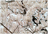 生薬ものしり事典 7 春を告げる花・サクラ