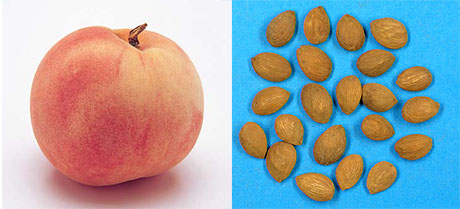 桃の実と種子
