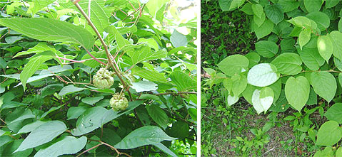 マタタビの実（虫こぶ：左）葉が半分白くなったところ（右）