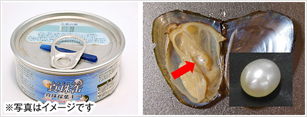 写真2．左：缶詰外観，　右：母貝と真珠