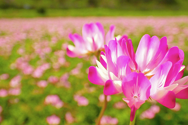 春を告げる可憐な野の花 レンゲ 生薬ものしり事典 元気通信 養命酒製造株式会社