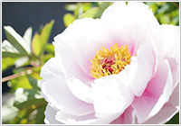生薬ものしり事典 56 大輪の花に生命力を秘めた「ボタン」