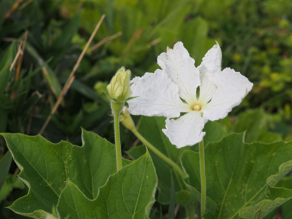 夕闇で優雅に咲く花 ユウガオ 生薬ものしり事典 元気通信 養命酒製造株式会社