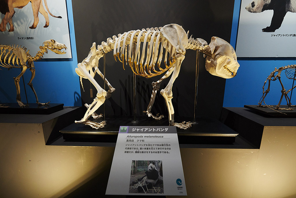 ジャイアントパンダの骨格標本