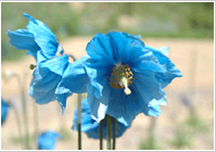 南アルプスに咲く青いケシ