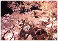 タカトオコヒガンザクラ