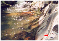 癒しの横川渓谷