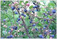 ブルーベリー狩り