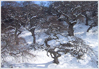 天下の奇観・しだれ栗