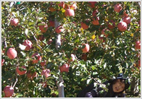 りんご狩り