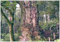 木曽路の最北端と栃の巨木