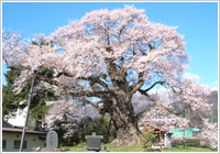 民家裏の大桜樹