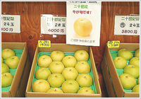秋の味覚「二十世紀梨」