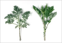 禁断の酒『アブサン』とニガヨモギ