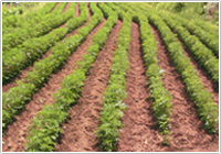 生薬とフードマイレージ