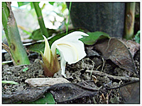 可哀想な植物「ミョウガ」