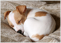 睡眠物質の発見!