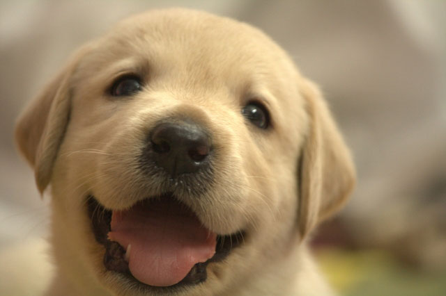 口を開けた犬