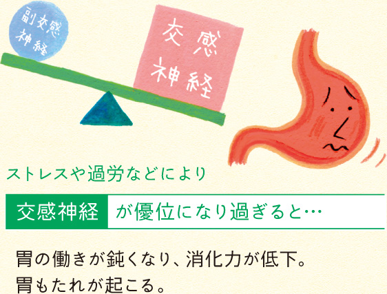 ストレスや過労などにより 交感神経が優位になりすぎると・・・ 胃の働きが鈍くなり、消化力が低下。胃もたれが起こる。