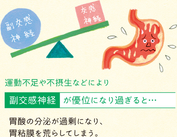 運動不足や不摂生などにより 副交感神経が優位になりすぎると・・・ 胃酸の分泌が過剰になり、胃粘膜を荒らしてしまう。