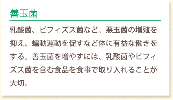 善玉菌 乳酸菌、ビフィズス菌など。悪玉菌の増殖を抑え、 蠕動運動を促すなど体に有益な働きをする。 善玉菌を増やすには、乳酸菌やビフィズス菌を含む 食品を食事で取り入れることが大切。