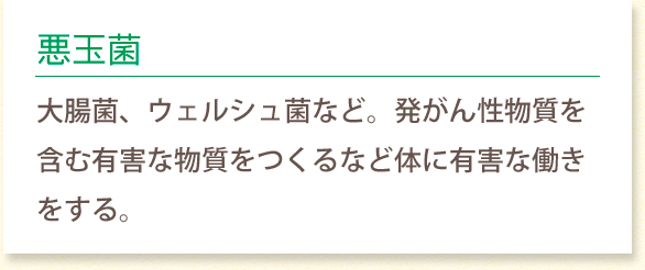 悪玉菌 大腸菌、ウェルシュ菌など。発がん性物質を含む 有害な物質をつくるなど体に有害な働きをする。