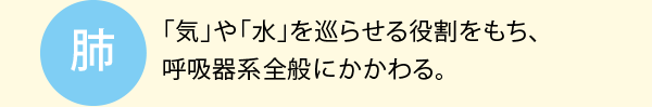 肺：「気」や「水」を巡らせる役割をもち、呼吸器系全般にかかわる。