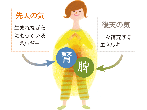 先天の気　生まれながらにもっているエネルギー→腎 / 後天の気　日々補充するエネルギー→脾