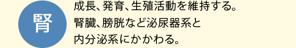 腎：成長、発育、生殖活動を維持する。腎臓、膀胱など泌尿器系と内分泌系にかかわる。