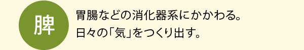 脾：胃腸などの消化器系にかかわる。日々の「気」をつくり出す。